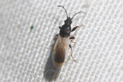  Brachyplax tenuis (Mulsant & Rey, 1852)