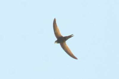 Martinet pâle Apus pallidus (Shelley, 1870)