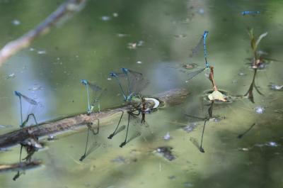 Agrion jouvencelle Coenagrion puella (Linnaeus, 1758)