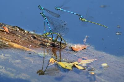 Agrion jouvencelle Coenagrion puella (Linnaeus, 1758)
