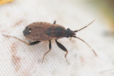  Ischnopeza hirticornis (Herrich-Schäffer, 1850)