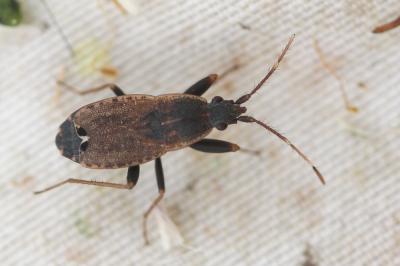  Ischnopeza hirticornis (Herrich-Schäffer, 1850)