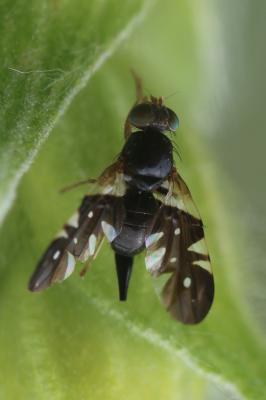  Aciura coryli (Rossi, 1794)