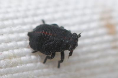  Delphacidae Leach, 1815
