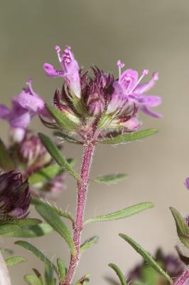 Thym d'Emberger Thymus embergeri Roussine, 1952