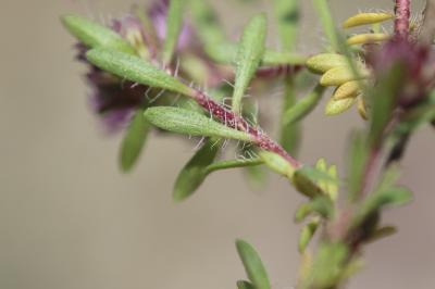Thym d'Emberger Thymus embergeri Roussine, 1952