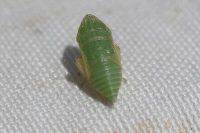  Aphrodes makarovi Zachvatkin, 1948