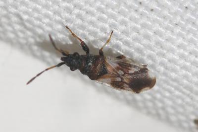  Macroplax fasciata (Herrich-Schäffer, 1835)