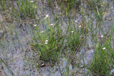 Flûteau fausse-renoncule, Baldellie fausse Renoncu Baldellia ranunculoides (L.) Parl., 1854
