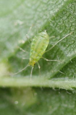  Phorodon humuli (Schrank, 1801)