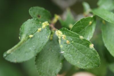  Eriophyes similis (Nalepa, 1890)