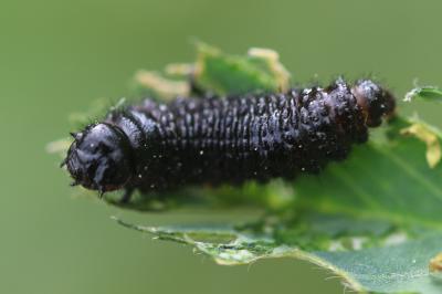  Colaspidema barbarum (Fabricius, 1792)