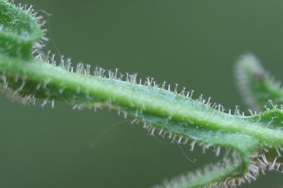 Liondent hispide Leontodon hispidus subsp. hispidus L., 1753