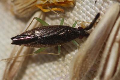  Heterotoma planicornis (Pallas, 1772)
