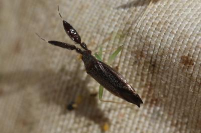  Heterotoma planicornis (Pallas, 1772)