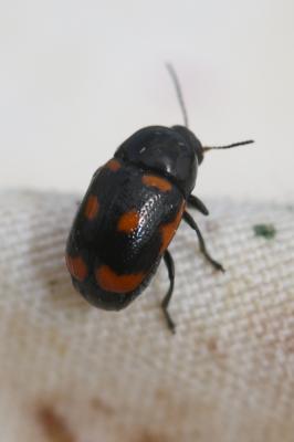  Cryptocephalus sexpustulatus (Villers, 1789)