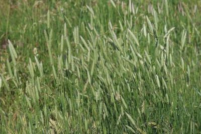 Alpiste bleuâtre Phalaris coerulescens Desf., 1798