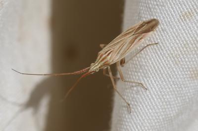  Miridius quadrivirgatus (A. Costa, 1853)