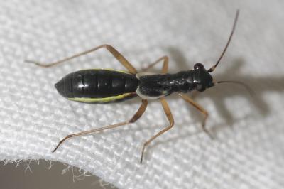  Pithanus maerkelii (Herrich-Schäffer, 1838)