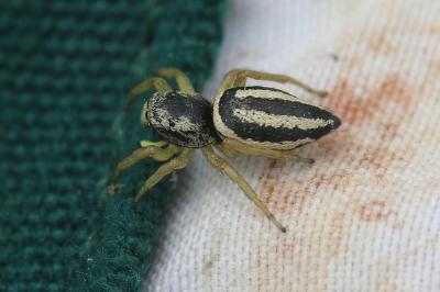  Heliophanus melinus L. Koch, 1867