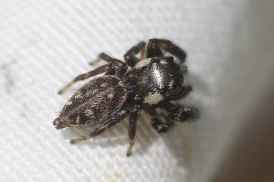  Macaroeris nidicolens (Walckenaer, 1802)