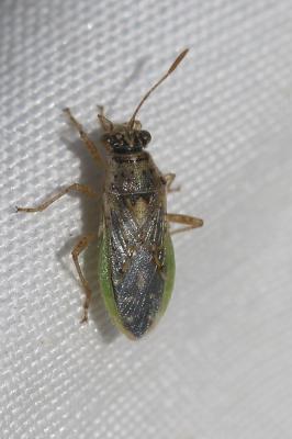  Brachycarenus tigrinus (Schilling, 1829)