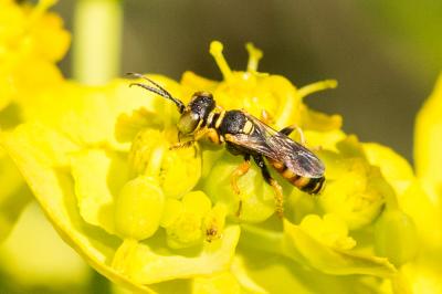  Dinetus pictus (Fabricius, 1793)