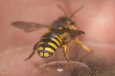 Abeille cotonnière, Anthidie cotonnière Anthidium manicatum (Linnaeus, 1758)