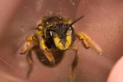 Abeille cotonnière, Anthidie cotonnière Anthidium manicatum (Linnaeus, 1758)