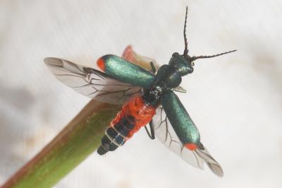  Clanoptilus elegans (Olivier, 1790)