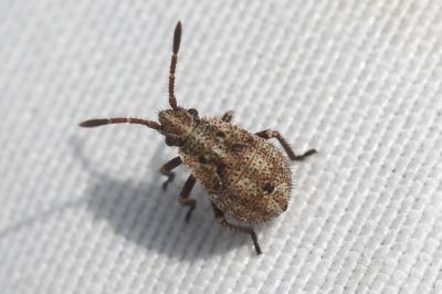  Stictopleurus punctatonervosus (Goeze, 1778)