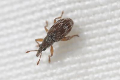  Taeniapion rufulum (Wencker, 1864)