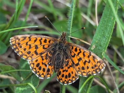 Petite Violette (La), Nacré violet (Le) Boloria dia (Linnaeus, 1767)
