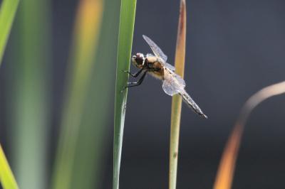 Libellule quadrimaculée (La), Libellule à quatre t Libellula quadrimaculata Linnaeus, 1758