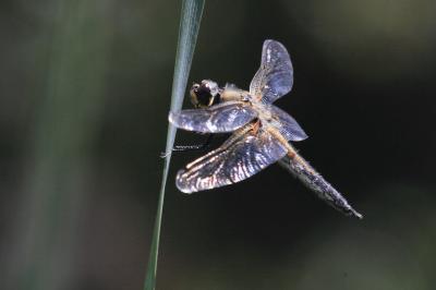 Libellule quadrimaculée (La), Libellule à quatre t Libellula quadrimaculata Linnaeus, 1758