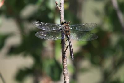 Cordulie bronzée (La) Cordulia aenea (Linnaeus, 1758)