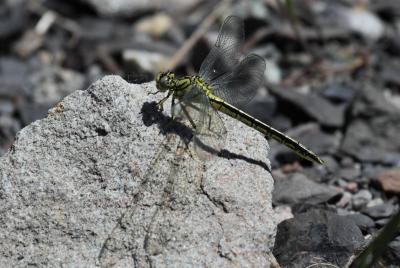 Gomphe joli (Le) Gomphus pulchellus Selys, 1840