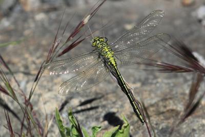 Gomphe joli (Le) Gomphus pulchellus Selys, 1840