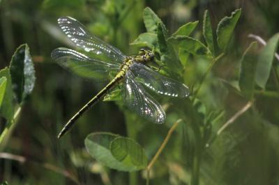 Gomphe joli (Le) Gomphus pulchellus Selys, 1840