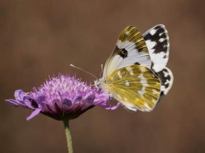Marbré-de-vert (Le), Piéride du Réséda (La), Marbr Pontia daplidice (Linnaeus, 1758)