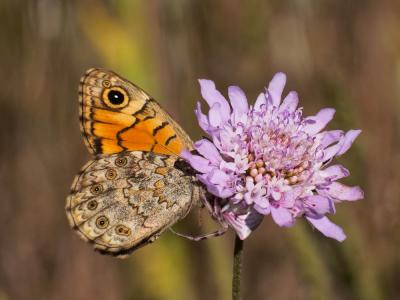 Thomise replet Thomisus onustus Walckenaer, 1805
