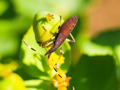  Dicranocephalus agilis (Scopoli, 1763)