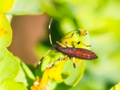  Dicranocephalus agilis (Scopoli, 1763)