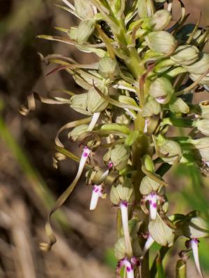 Orchis bouc, Himantoglosse à odeur de bouc Himantoglossum hircinum (L.) Spreng., 1826