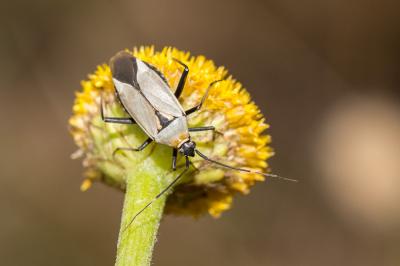 Miride variable, Punaise décorée Calocoris nemoralis (Fabricius, 1787)