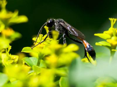  Ammophila sabulosa (Linnaeus, 1758)