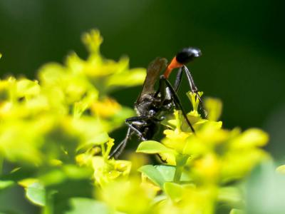  Ammophila sabulosa (Linnaeus, 1758)