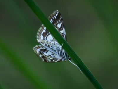 Elophila nymphaeata (Linnaeus, 1758)