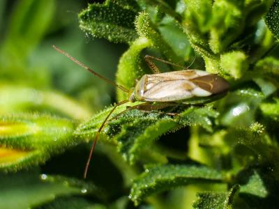  Adelphocoris lineolatus (Goeze, 1778)
