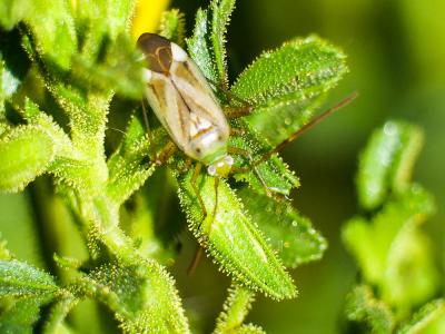  Adelphocoris lineolatus (Goeze, 1778)